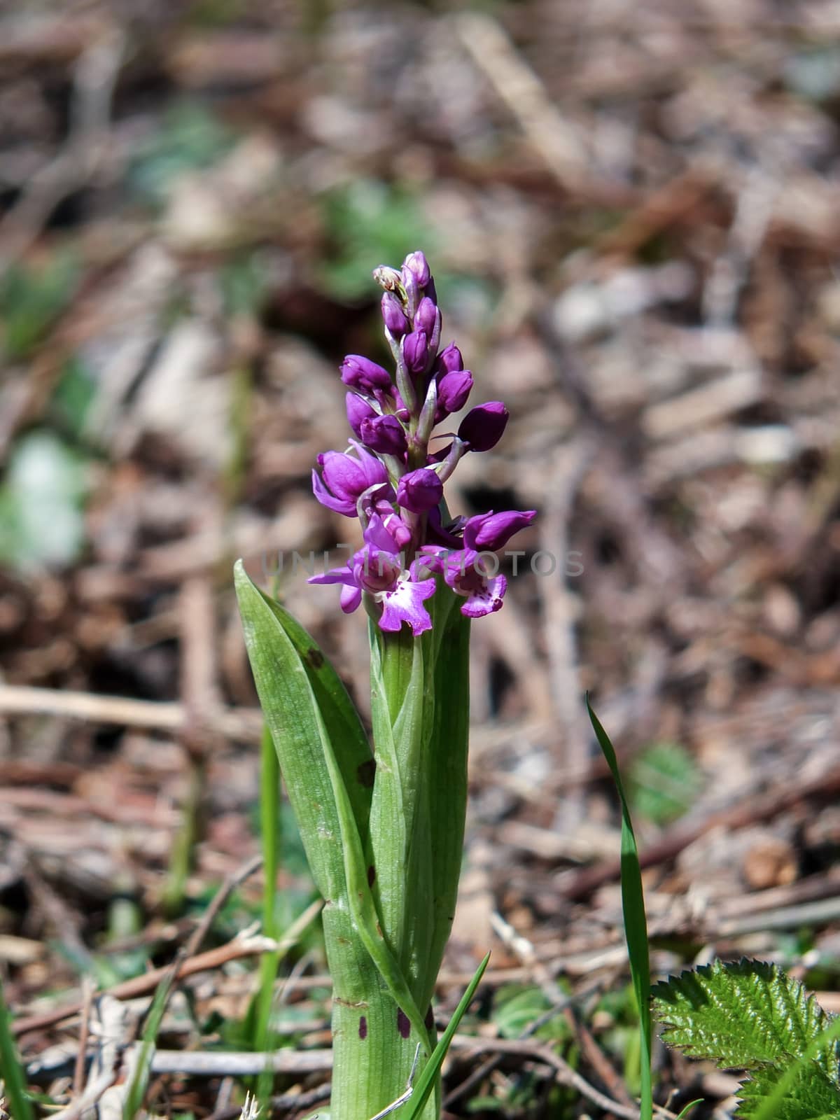 Early Purple Orchid (Orchis mascula) by phil_bird