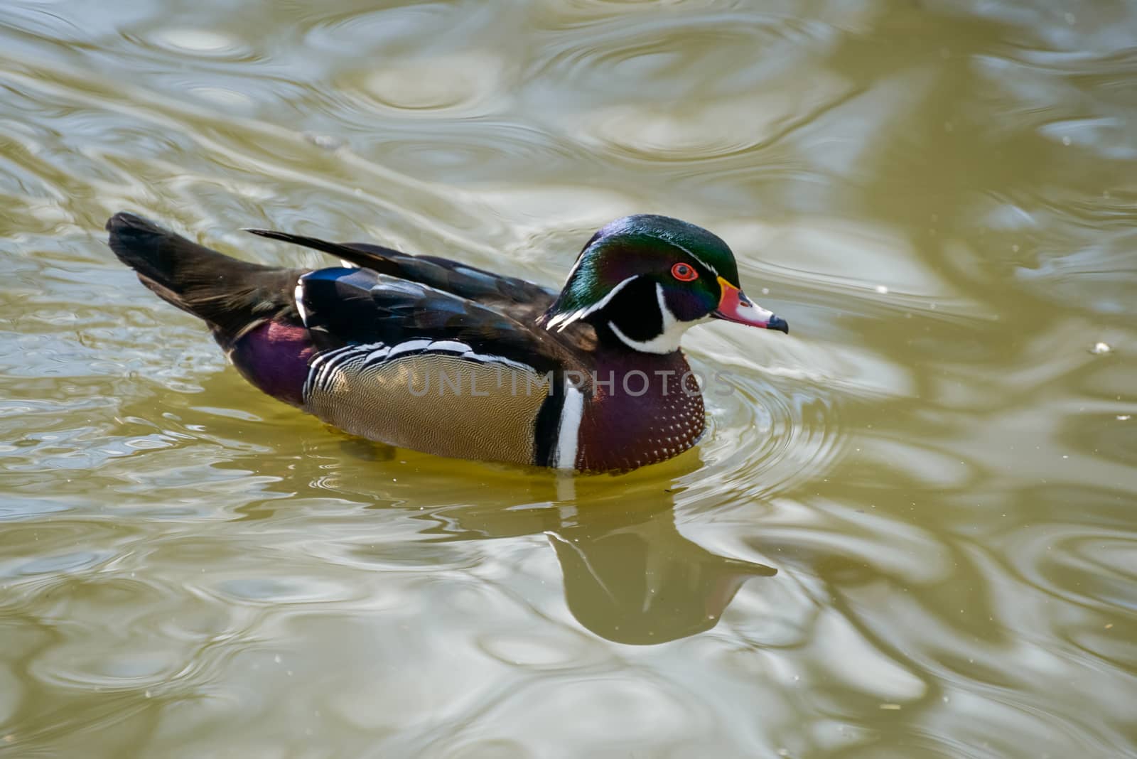 Wood Duck or Carolina Duck  (Aix sponsa) by phil_bird