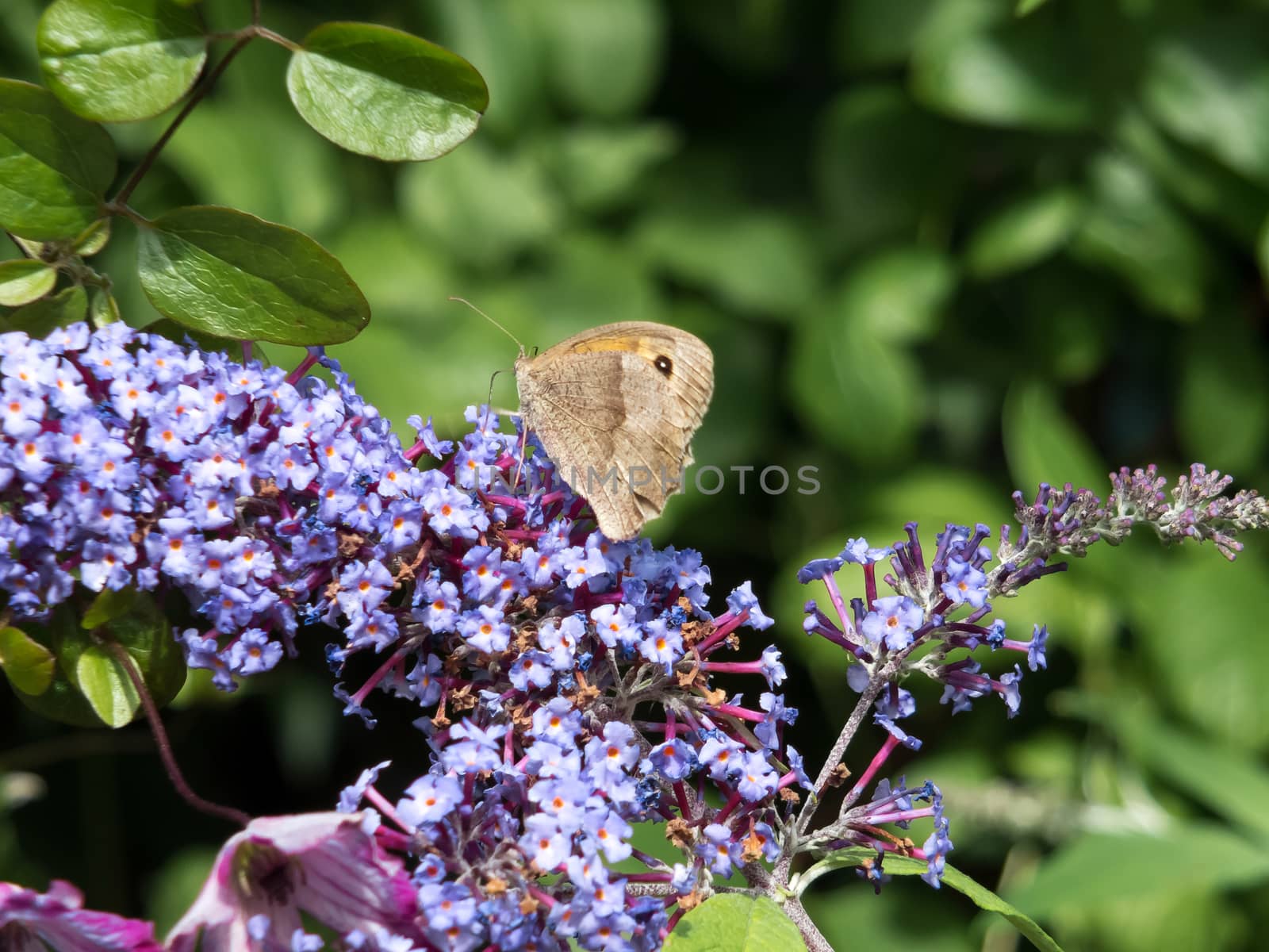 Meadow Brown Butterfly (Maniola jurtina) Feeding on Buddleia by phil_bird