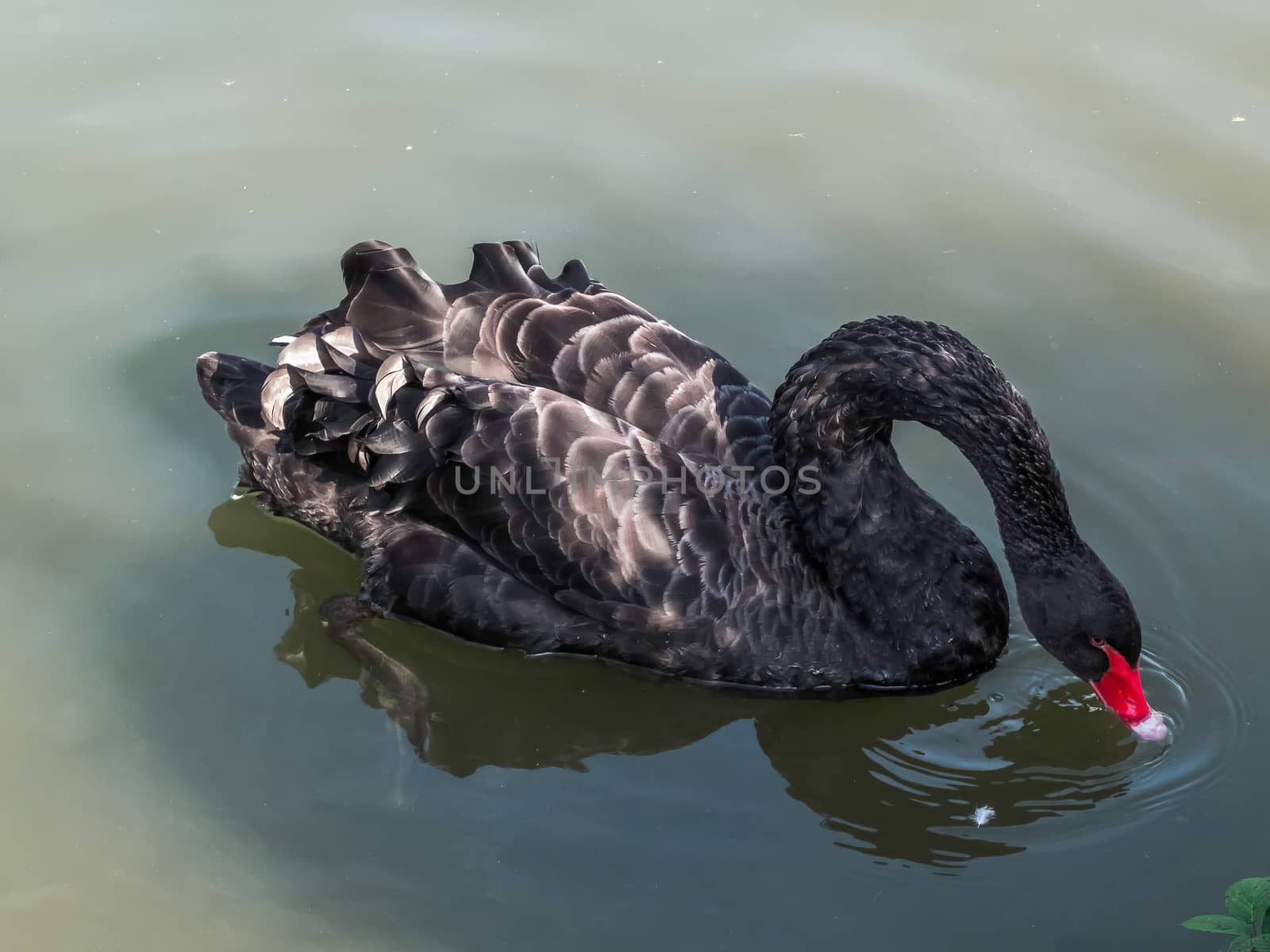 Black Swan (Cygnus atratus)