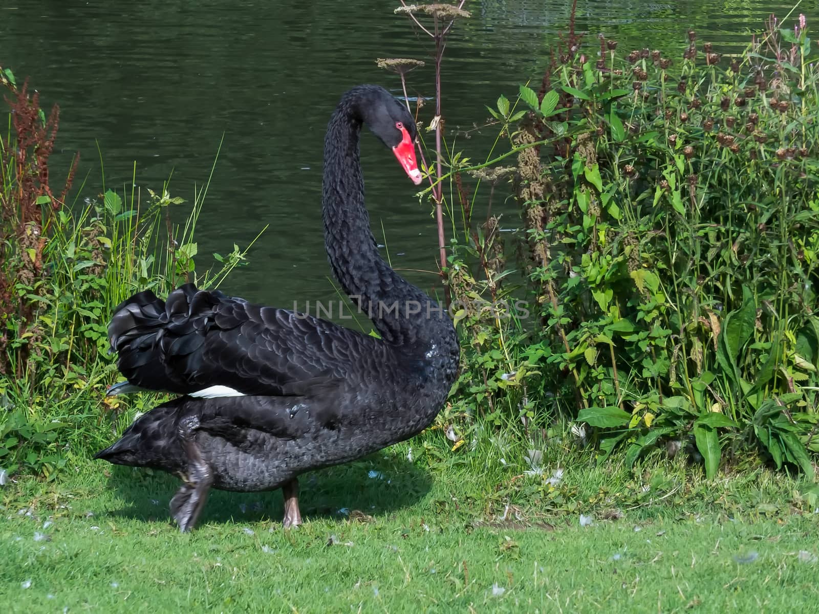 Black Swan (Cygnus atratus) by phil_bird