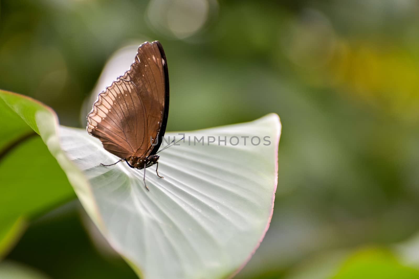 Great Eggfly Butterfly (Hypolimnas bolina)