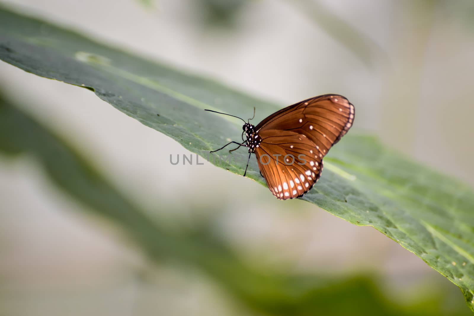 Common Crow Butterfly (Euploea core) by phil_bird