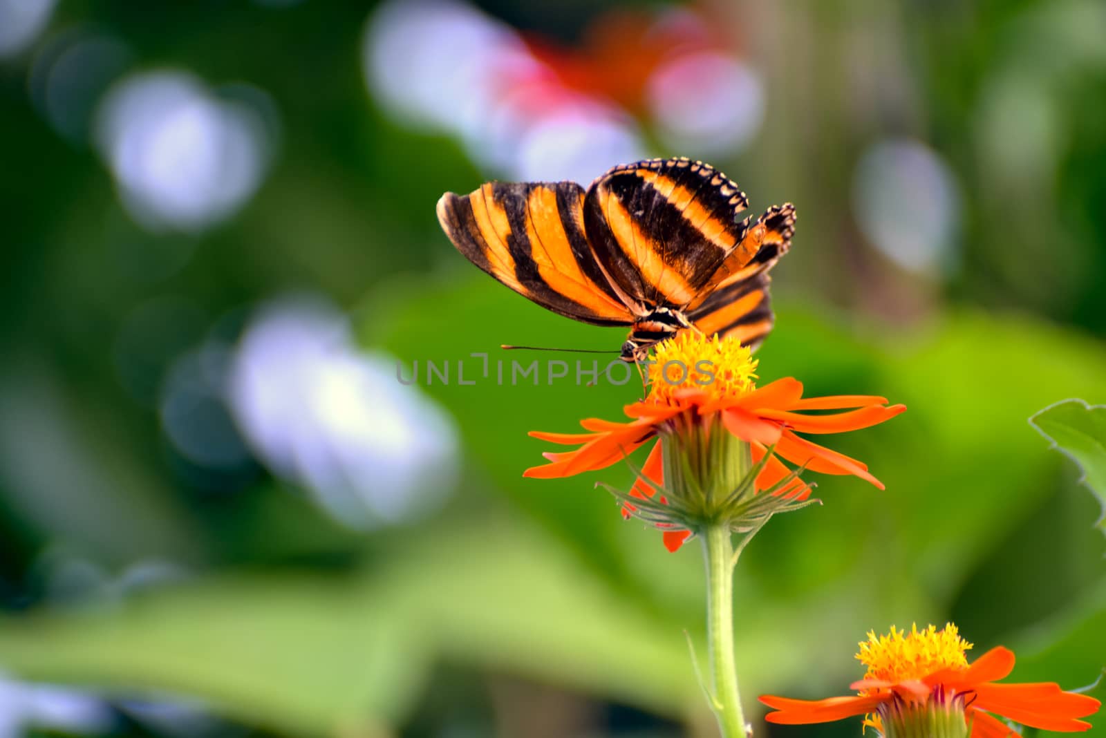 Orange Tiger Butterfly  (Dryadula phaetusa)