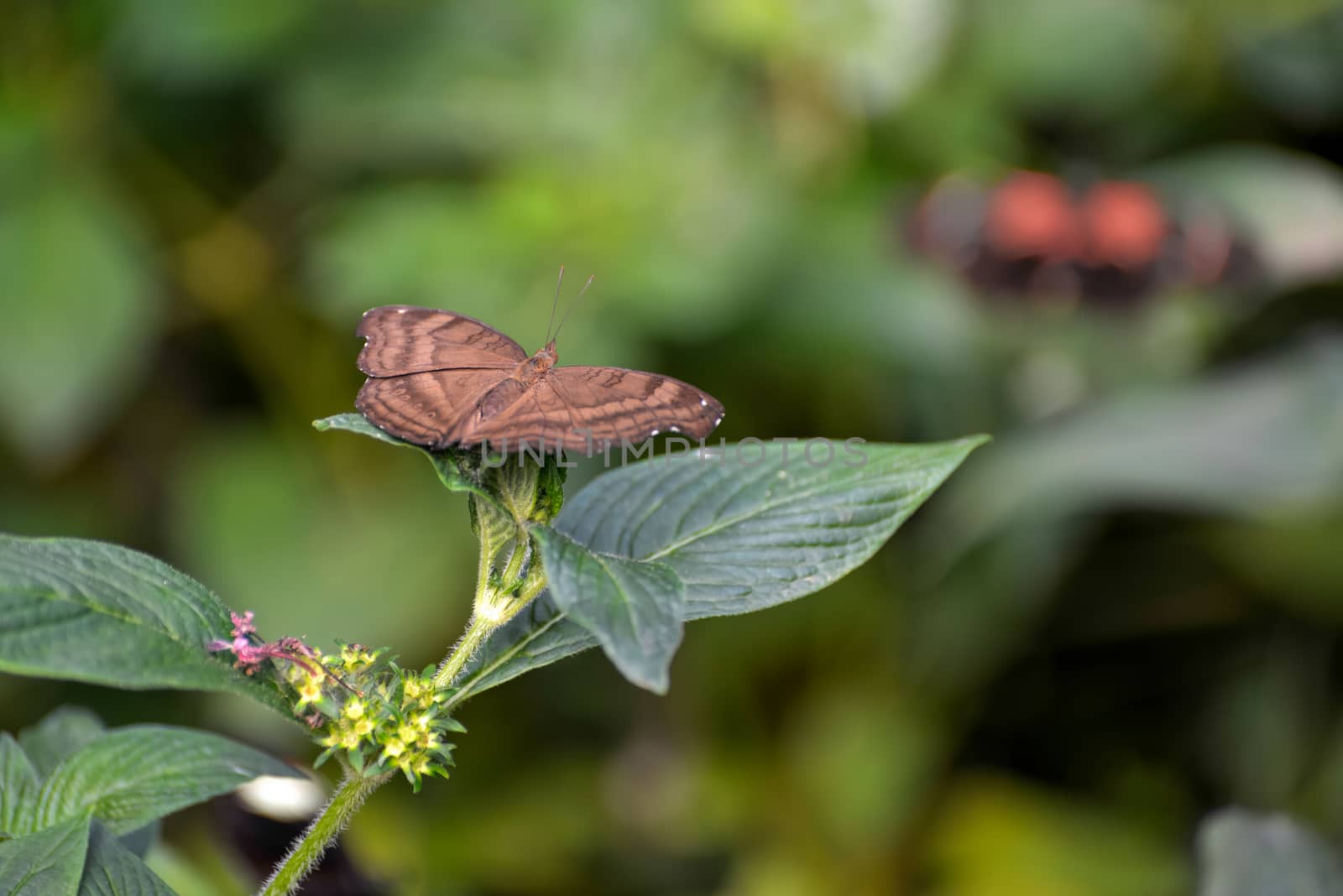 Chocolate Pansy or Chocolate Soldier Butterfly (Junonia iphita) by phil_bird