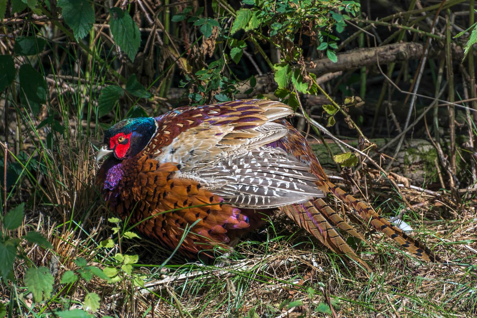 Pheasant Enjoying the Sunshine by phil_bird