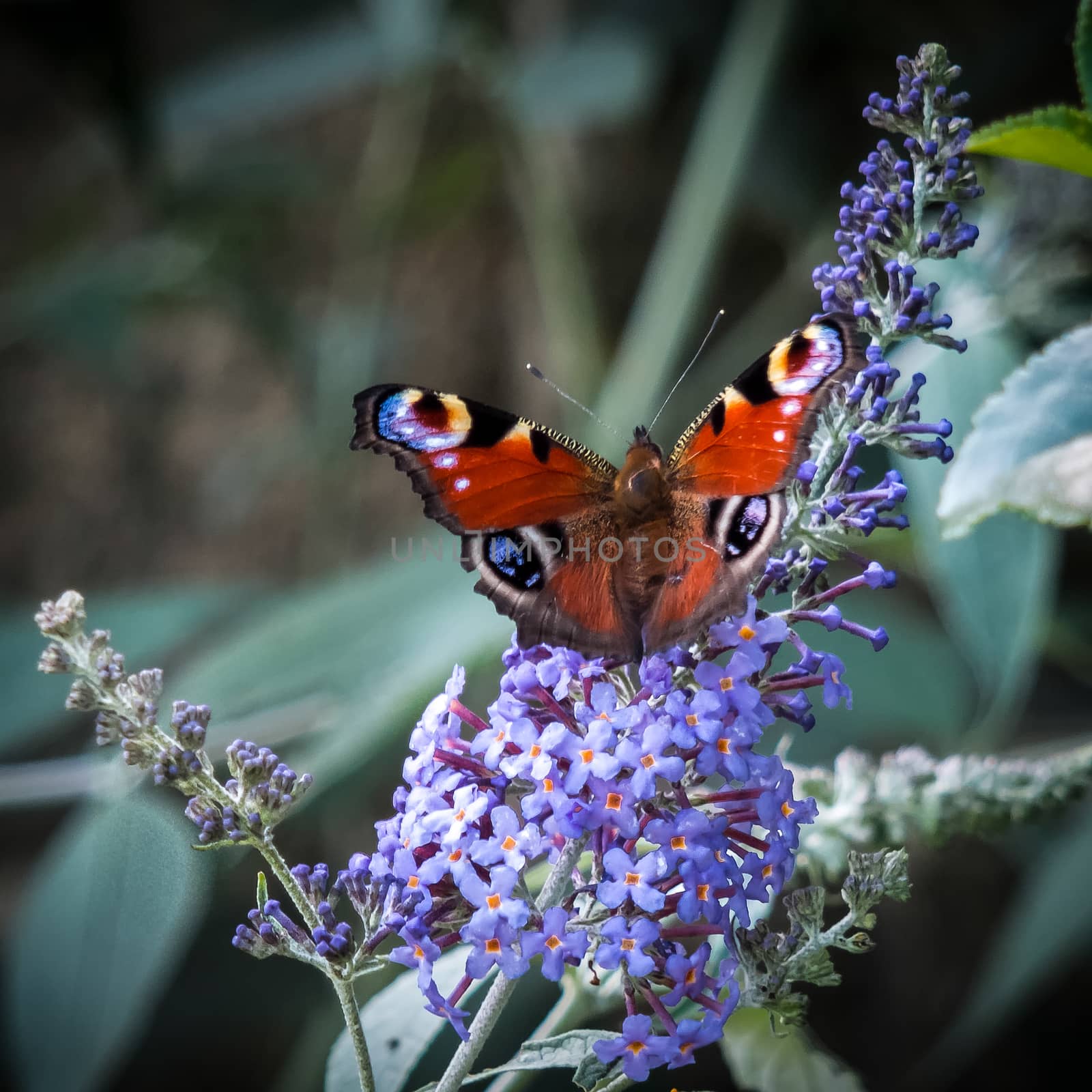 European Peacock Butterfly (Inachis io) Feeding on Buddleia Blos by phil_bird