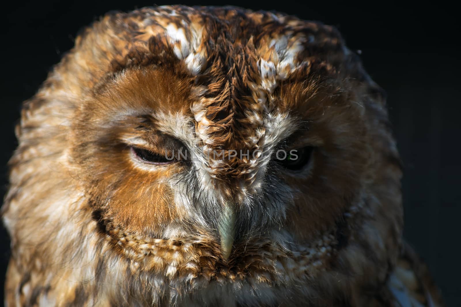 Tawny Owl (Strix aluco) by phil_bird