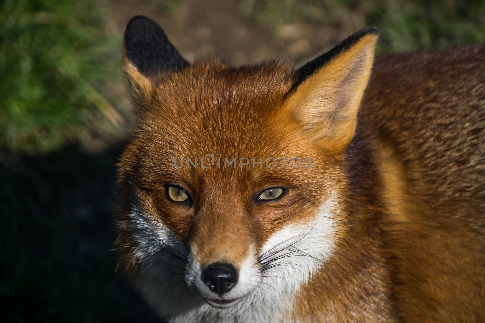 Red Fox (Vulpes vulpes)