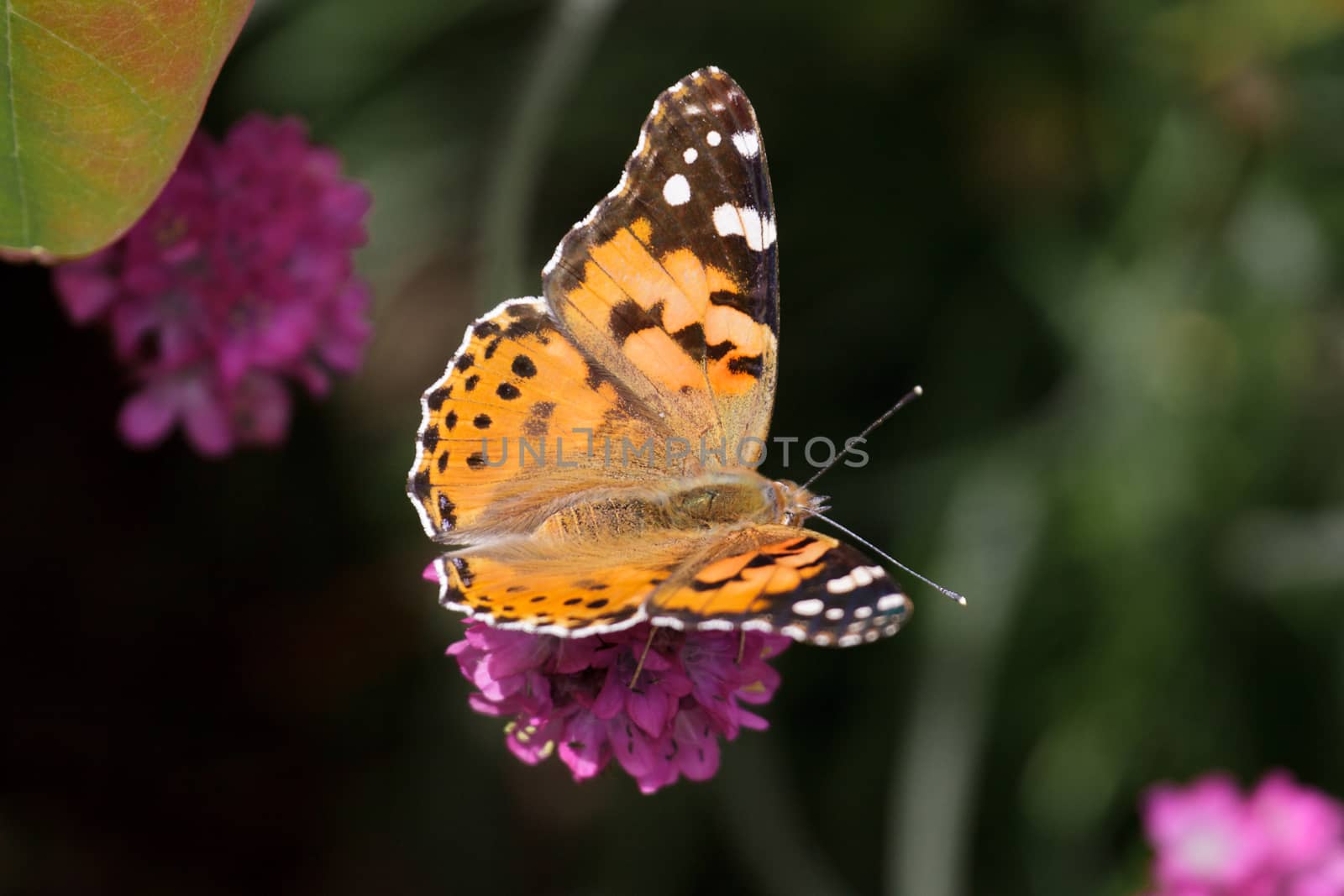 Close-up of a Painted Lady (Vanessa cardui) Butterfly by phil_bird