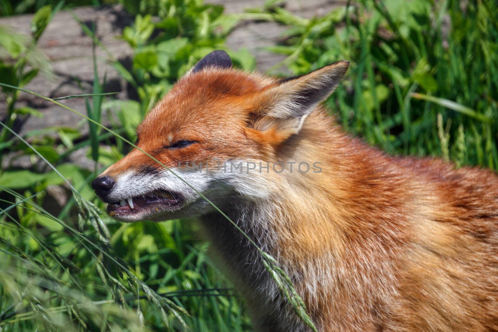 Close-up of a Red Fox (Vulpes vulpes) by phil_bird