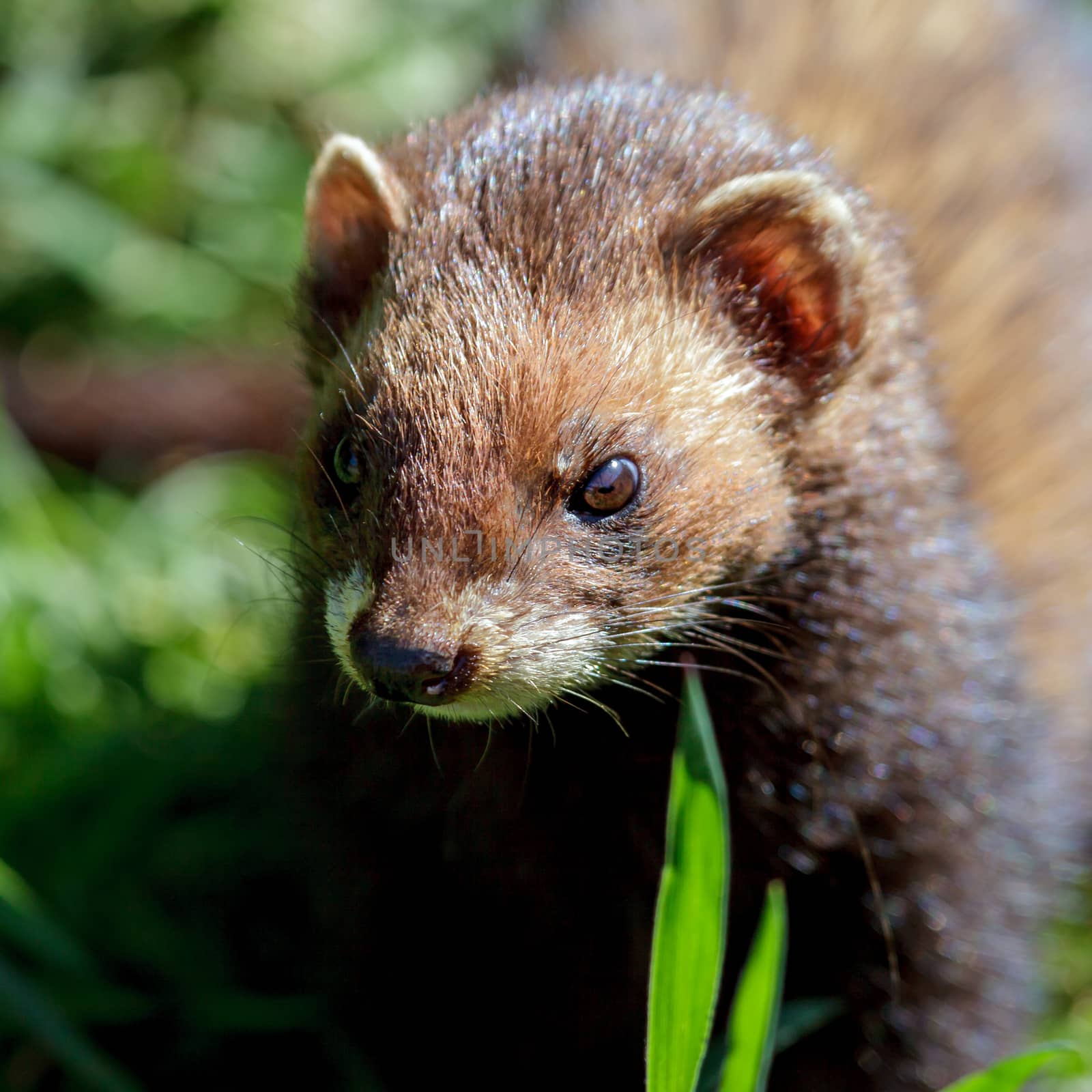 Close-up of an European Polecat (Mustela putorius) by phil_bird