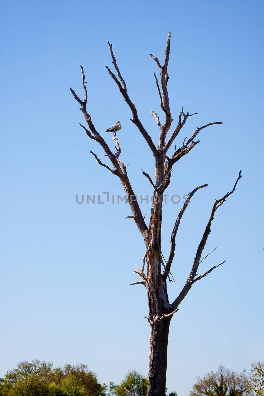 Grey Heron (Ardea cinerea) Perched on a Dead Tree by phil_bird