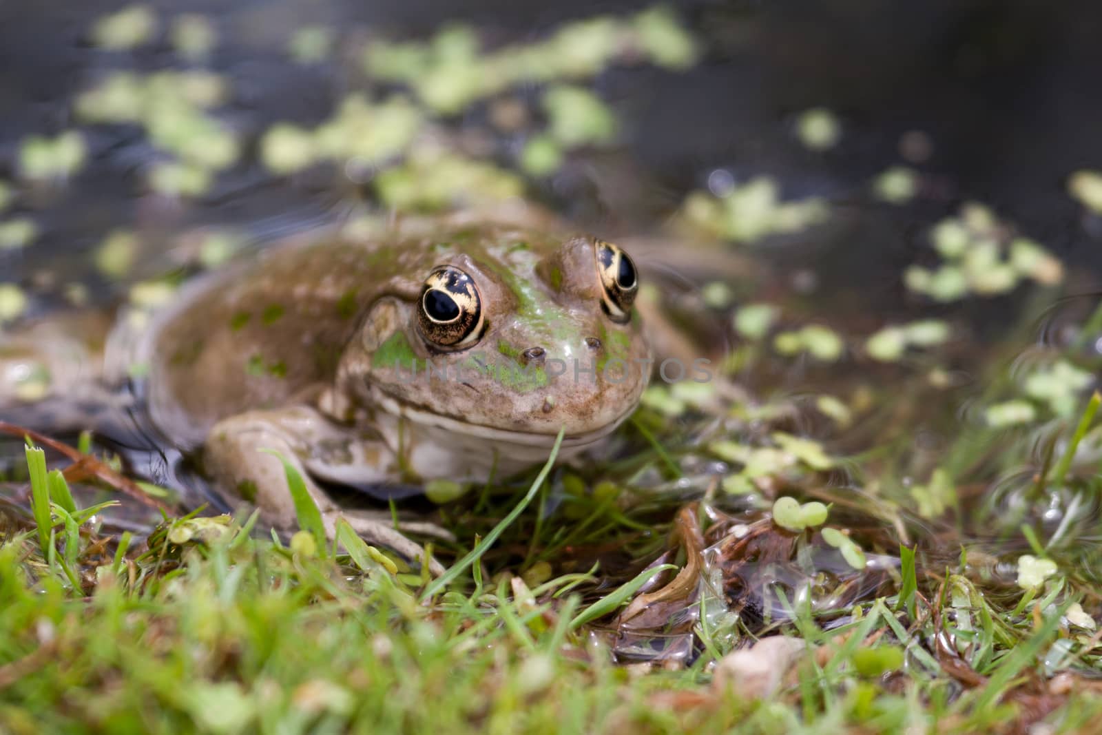 Marsh Frog by phil_bird