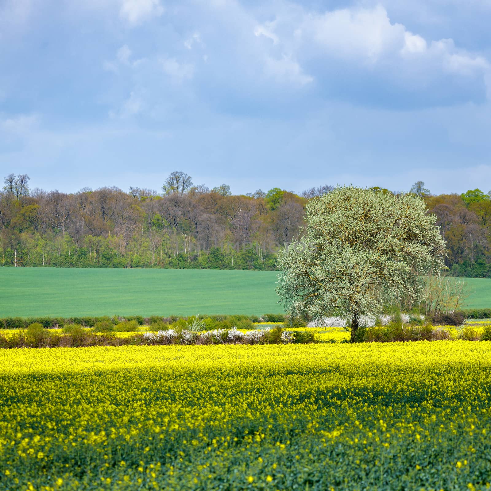 Arable Farmland in Cambridgeshire on a Sunny Spring Day