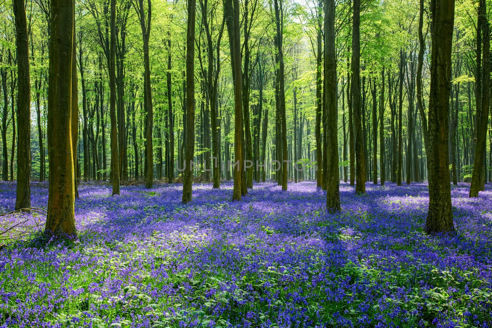 Bluebells in Wepham Woods by phil_bird