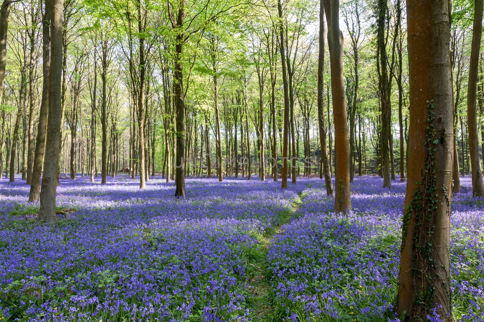 Glorious spring day in Wepham Woods by phil_bird