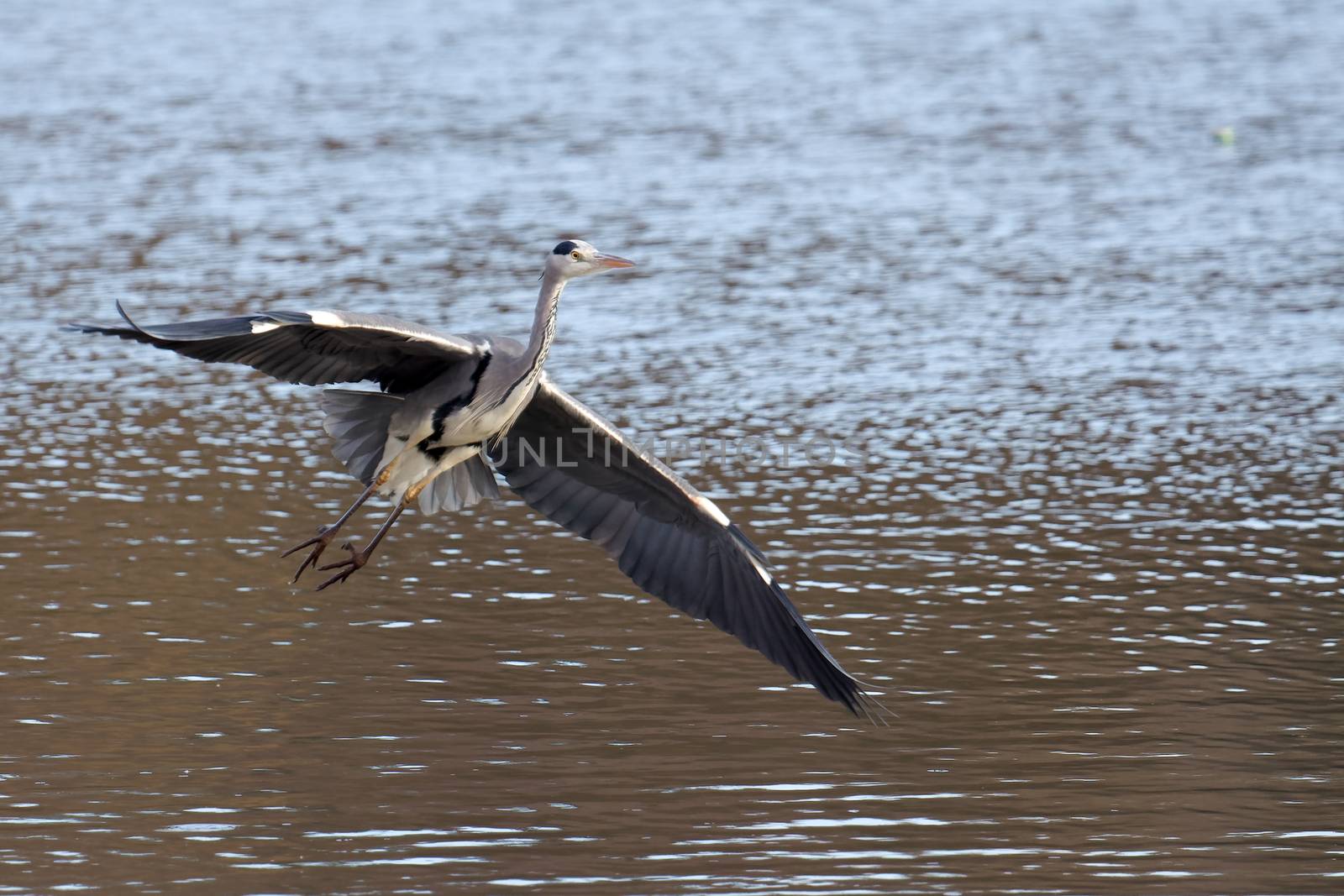 Grey Heron Coming in to Land at Warnham Nature Reserve