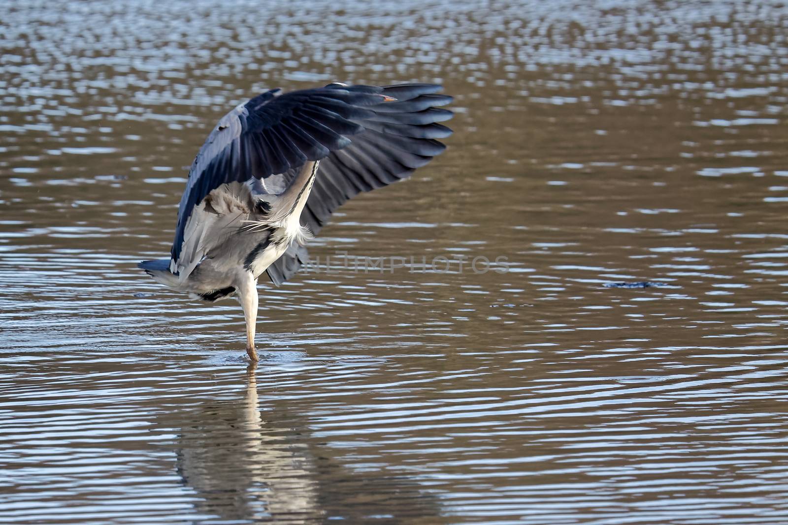 Grey Heron Fishing by phil_bird