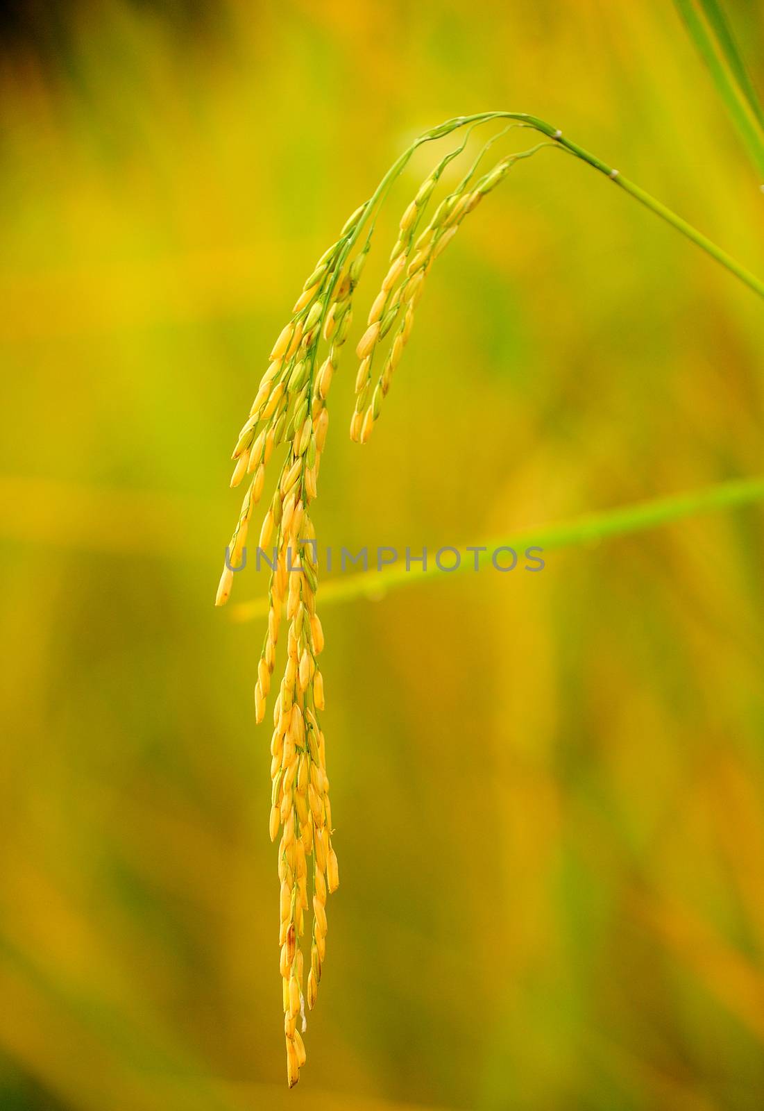 Rice field