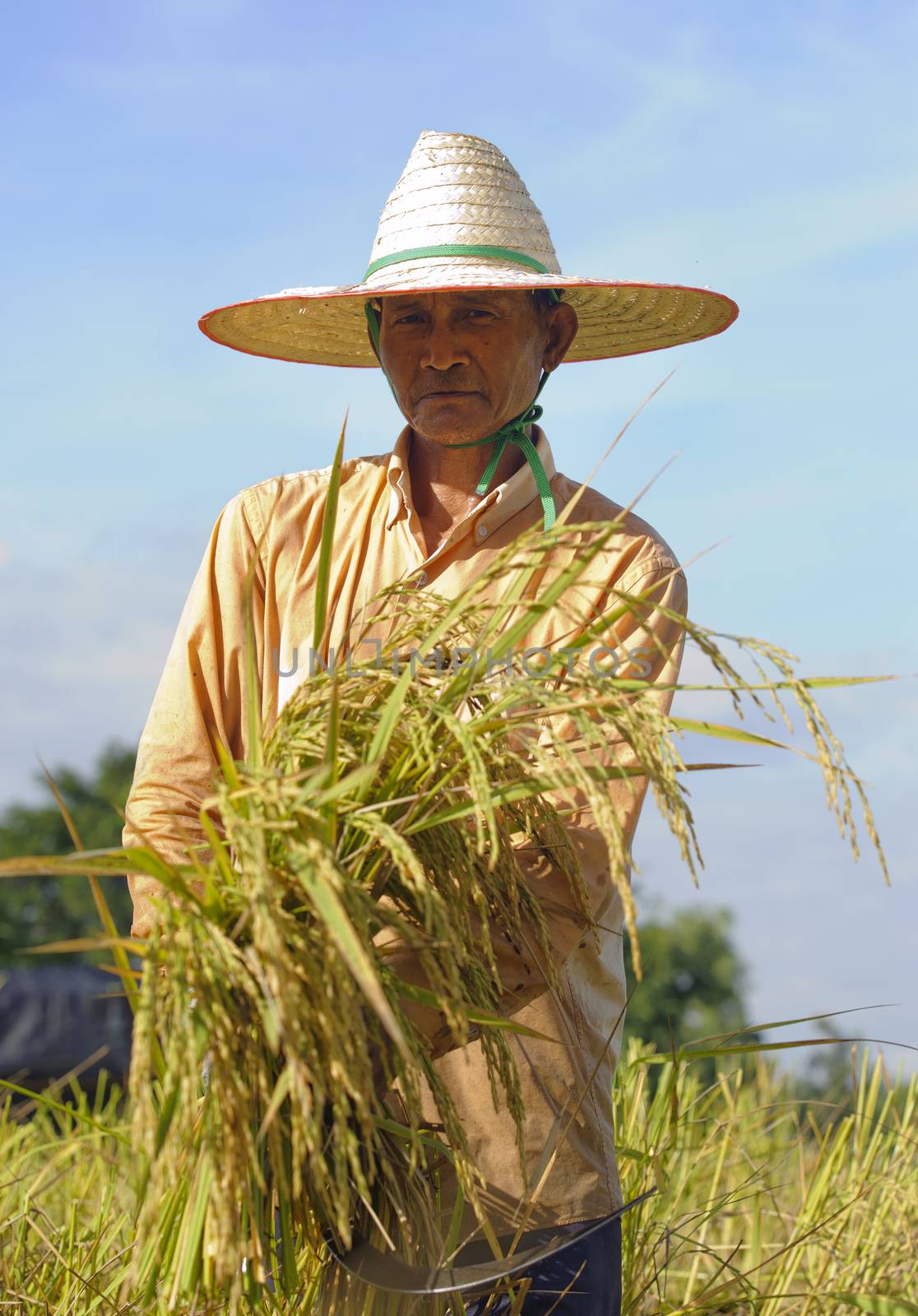 farmer in field, it's harvest time by sommai