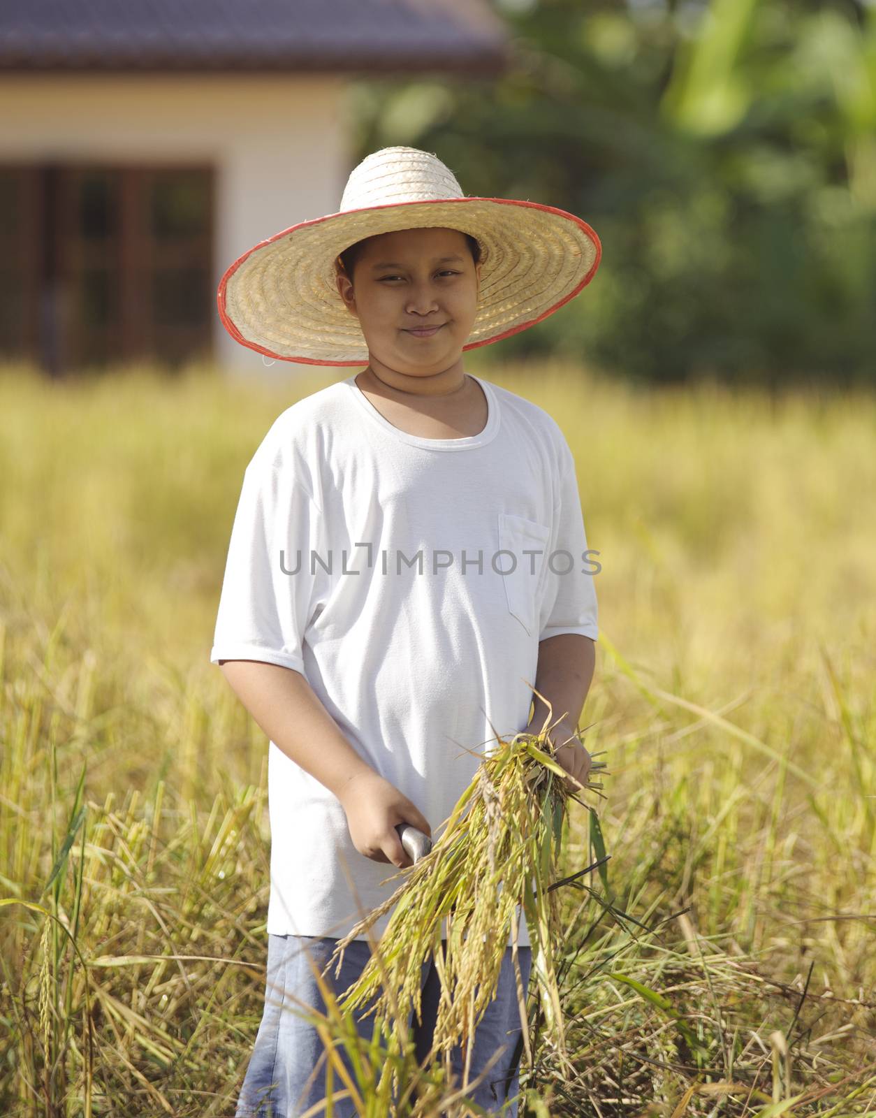 farmer boy  in field, it's harvest time