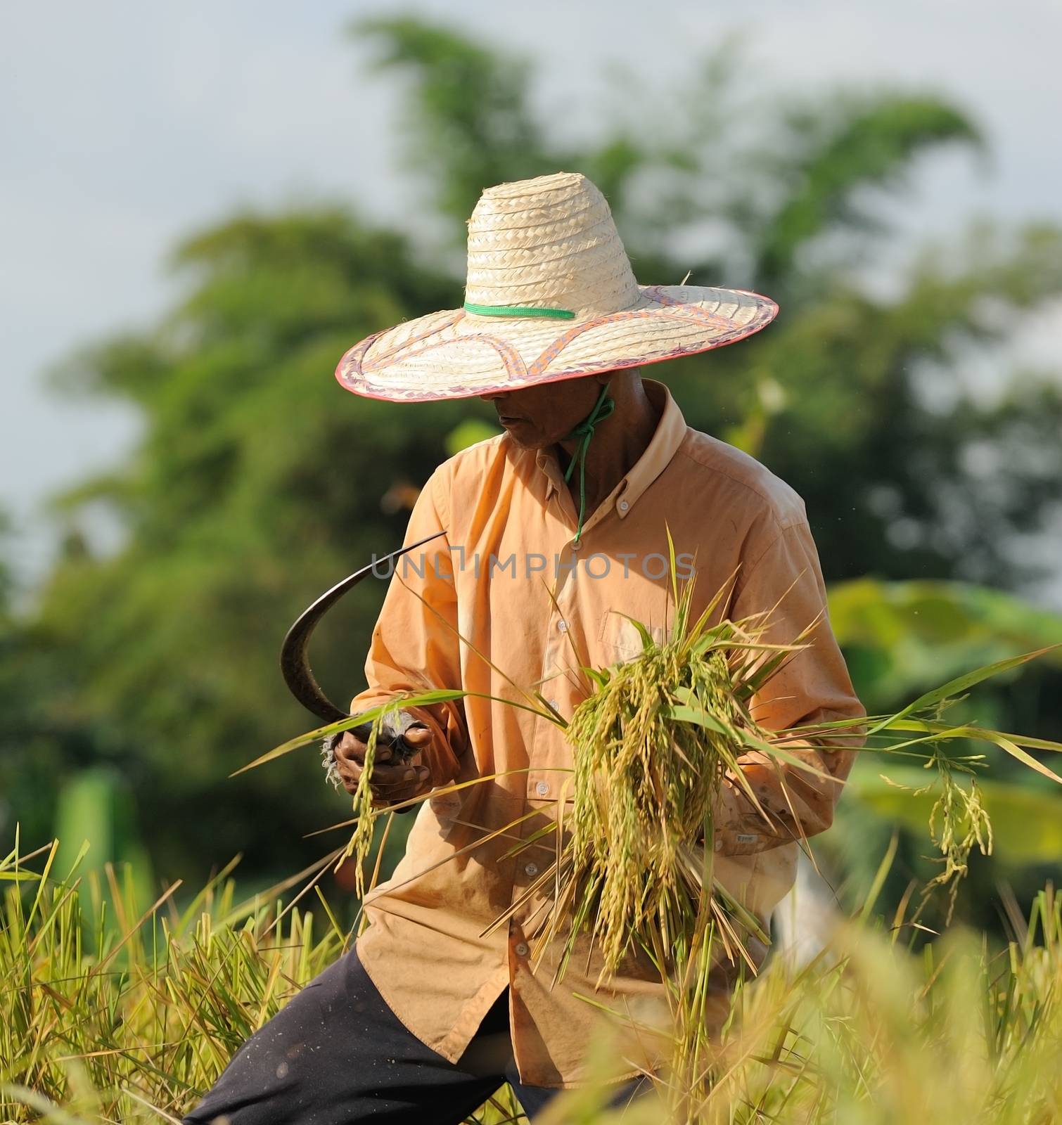 farmer in field, it's harvest time