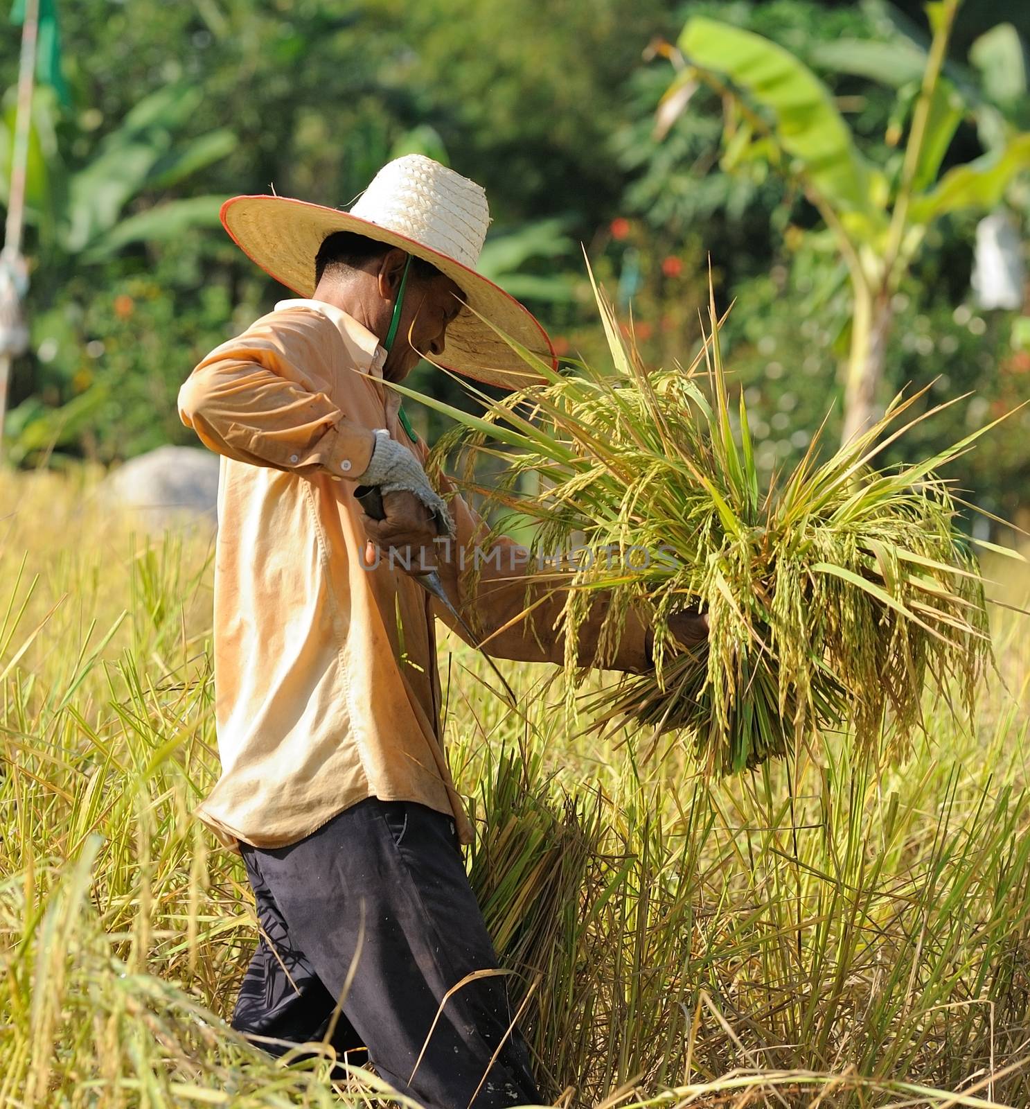 farmer in field, it's harvest time by sommai