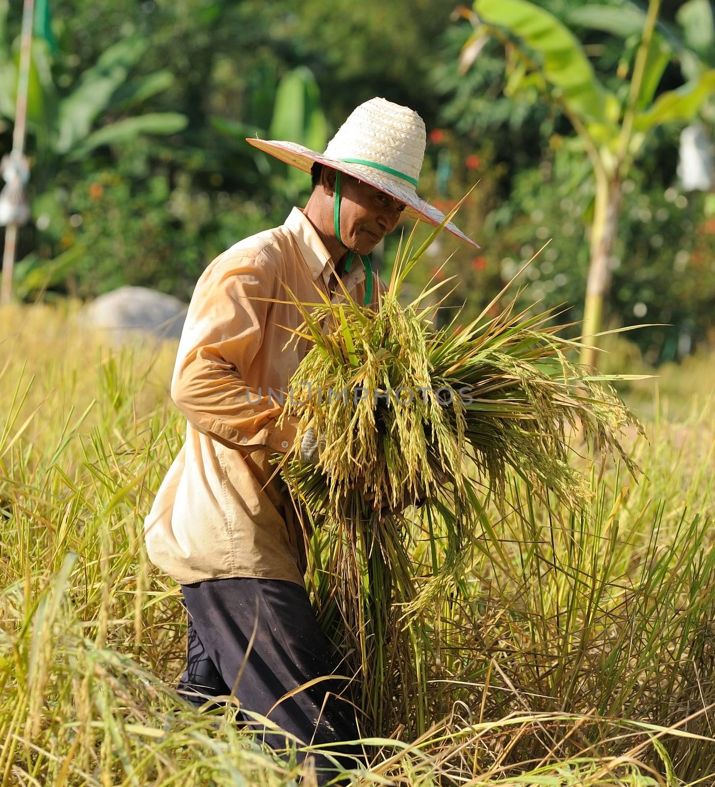 farmer in field, it's harvest time by sommai