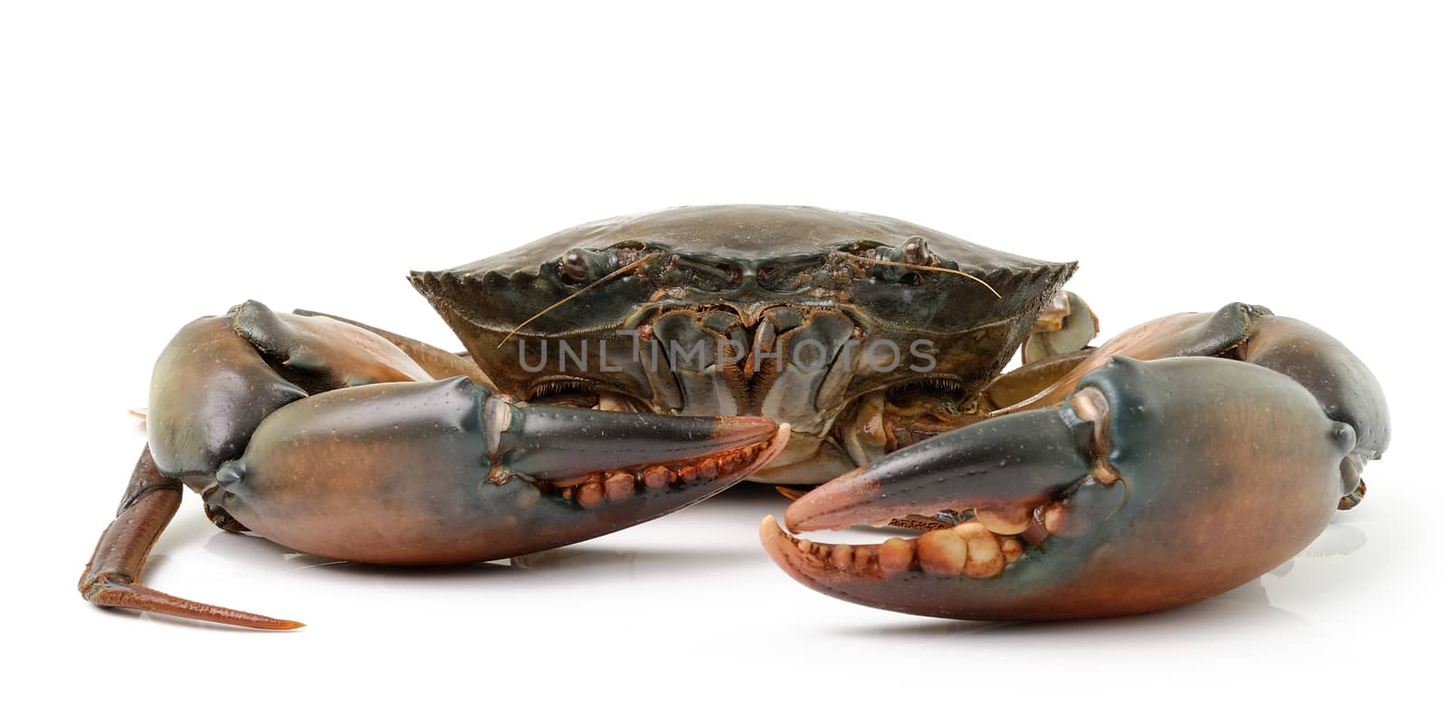 sea crab isolated on white background by sommai