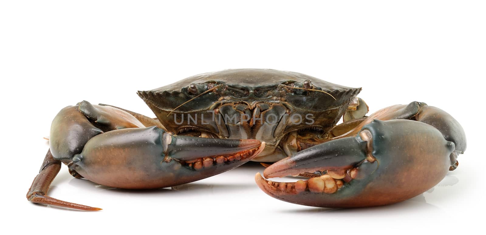 sea crab isolated on white background