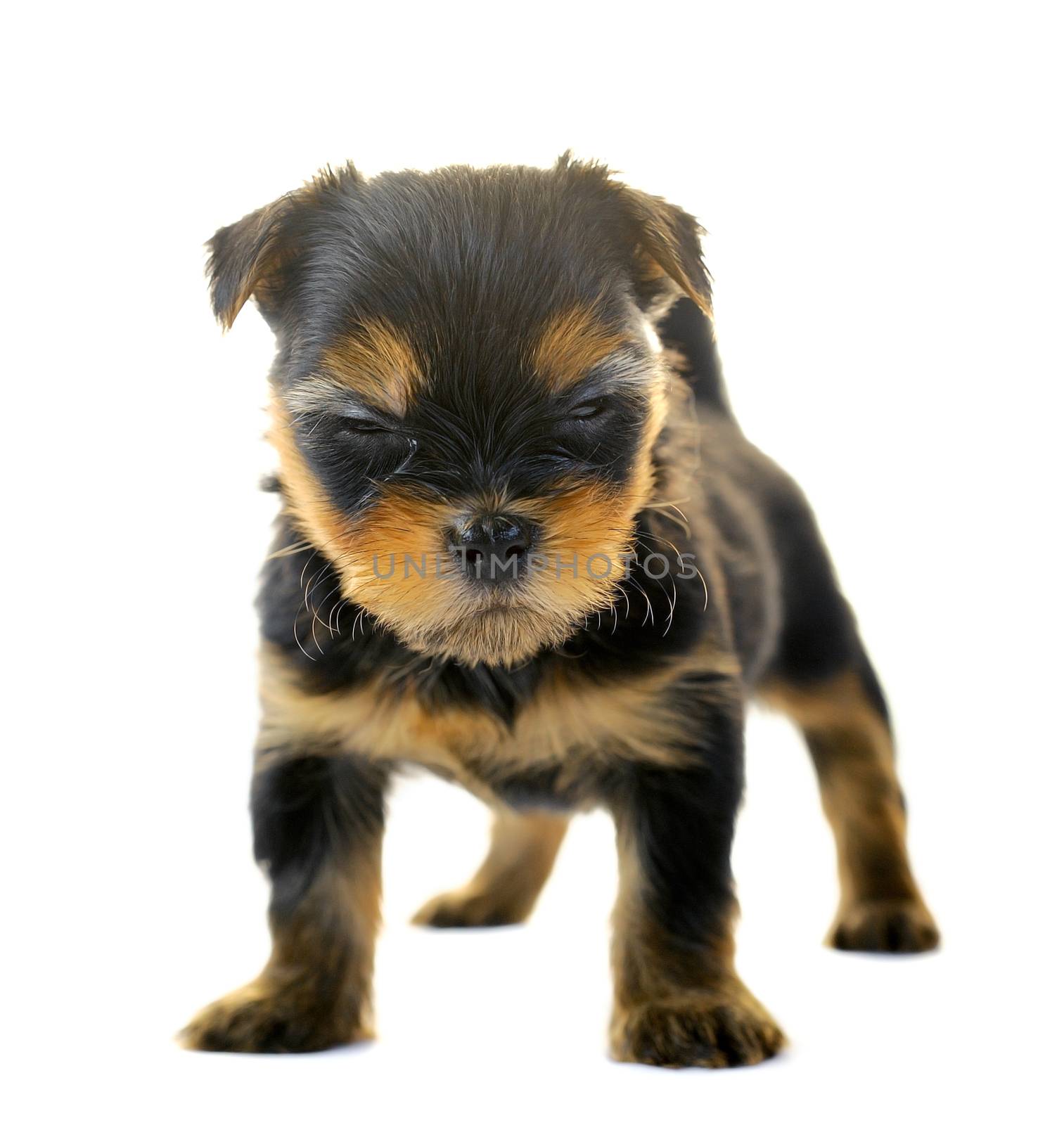 Yorkshire Terrier in front of a white background by sommai