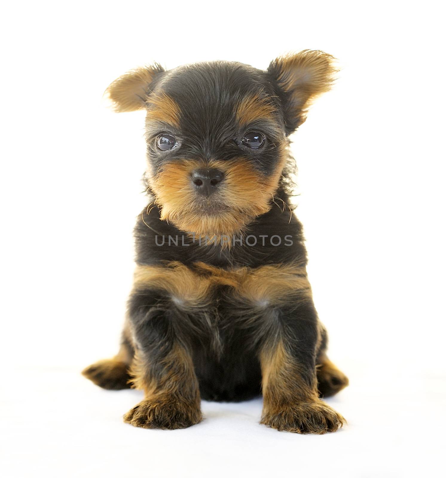 Yorkshire Terrier in front of a white background