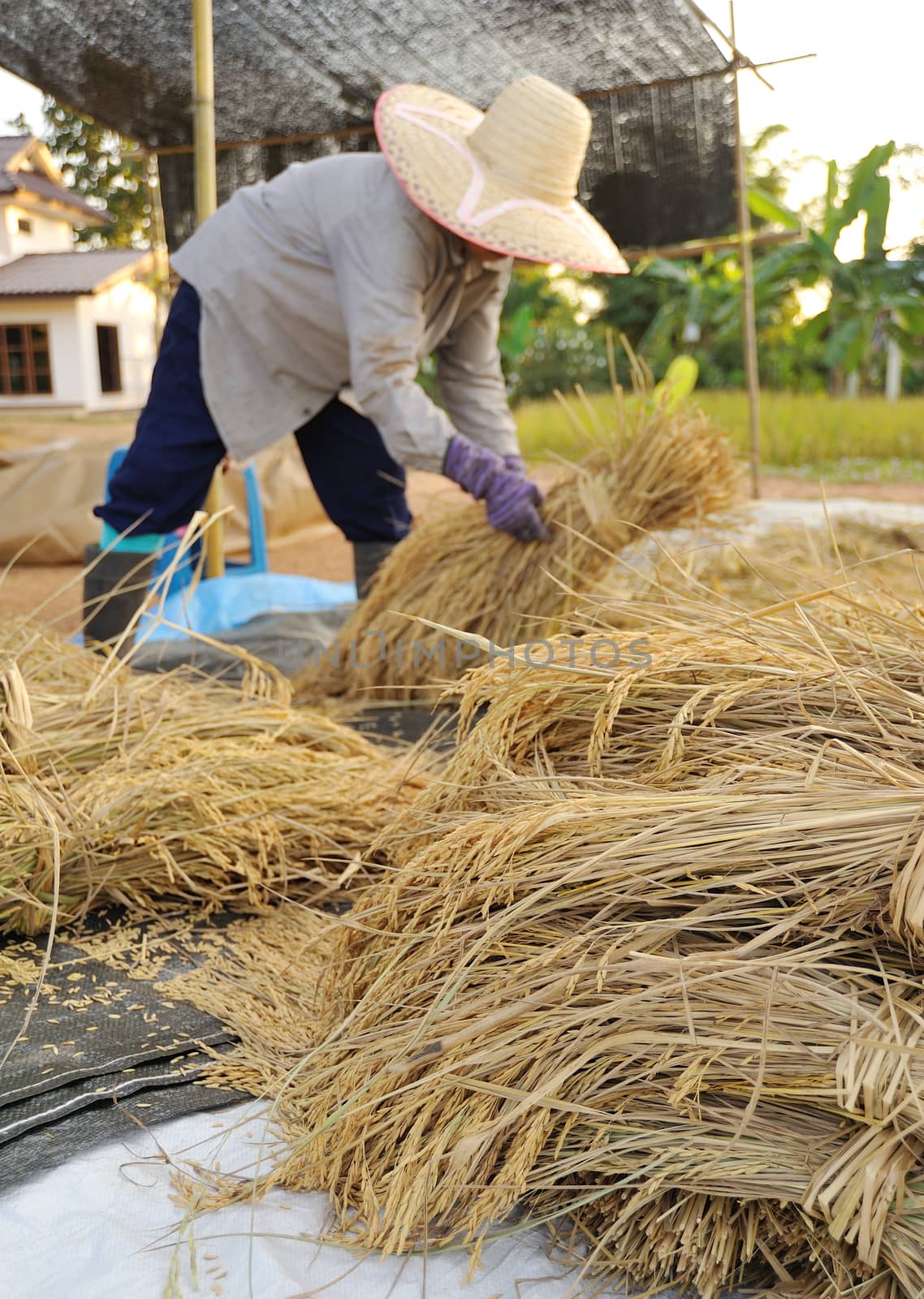 farmers harvesting rice in rice field in Thailand by sommai