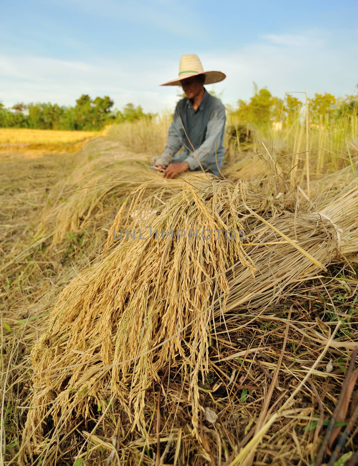 farmers harvesting rice in rice field in Thailand by sommai