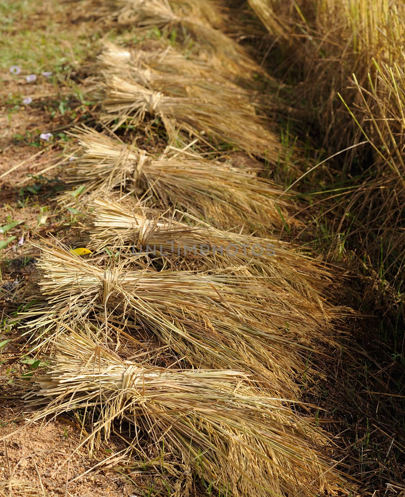 bundles of rice after the harvest by sommai