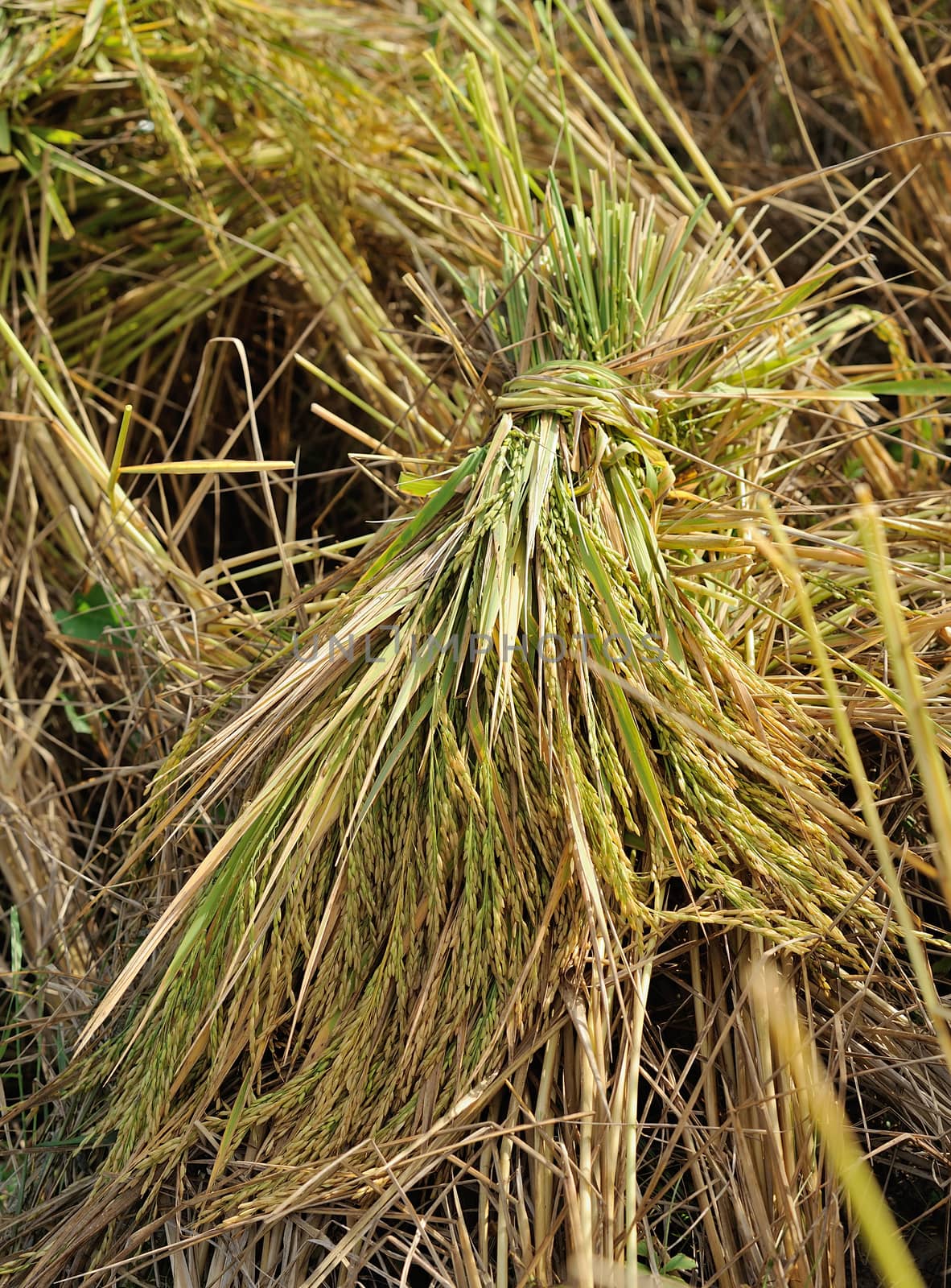 bundles of rice after the harvest by sommai