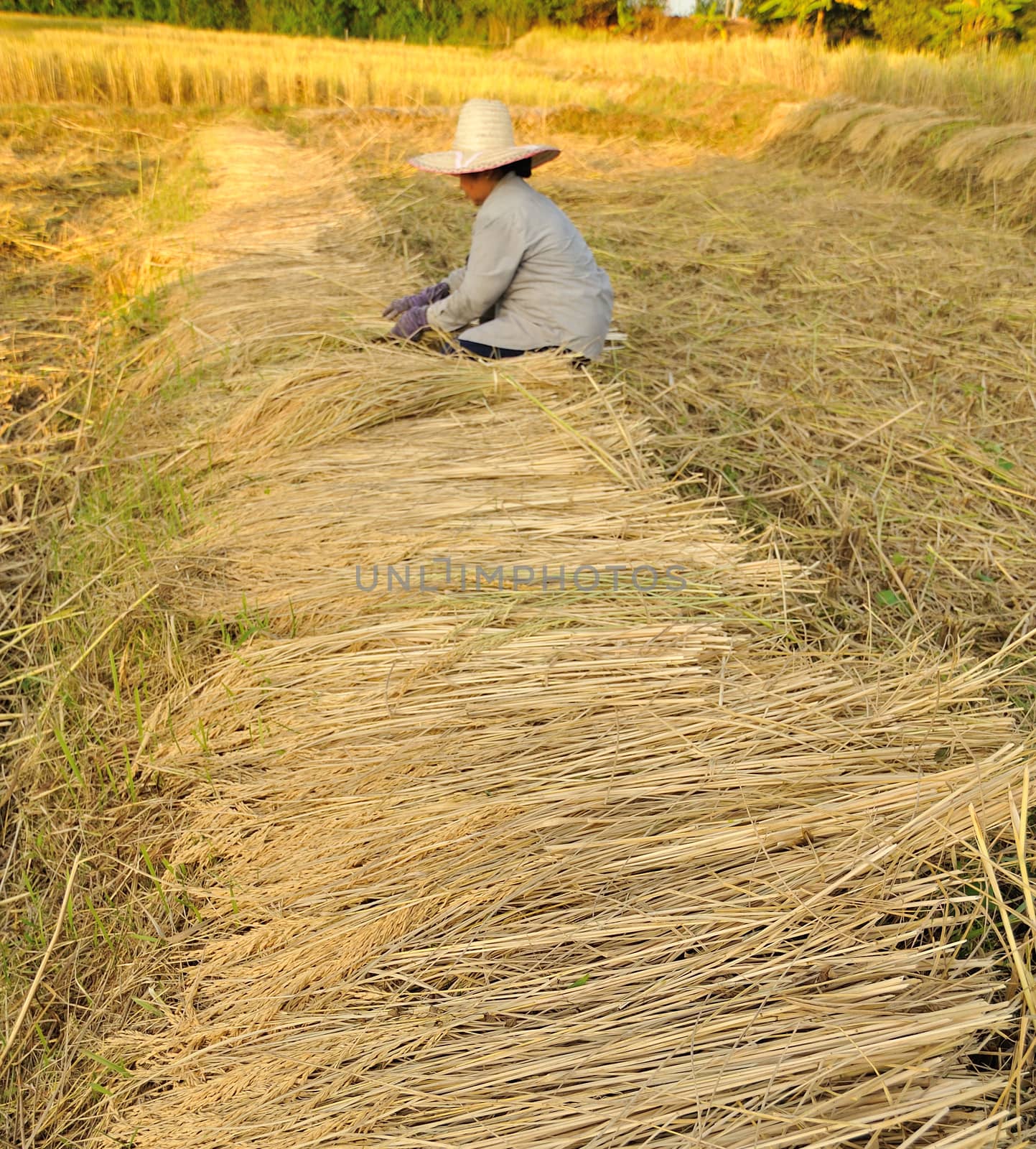 farmers harvesting rice in rice field in Thailand