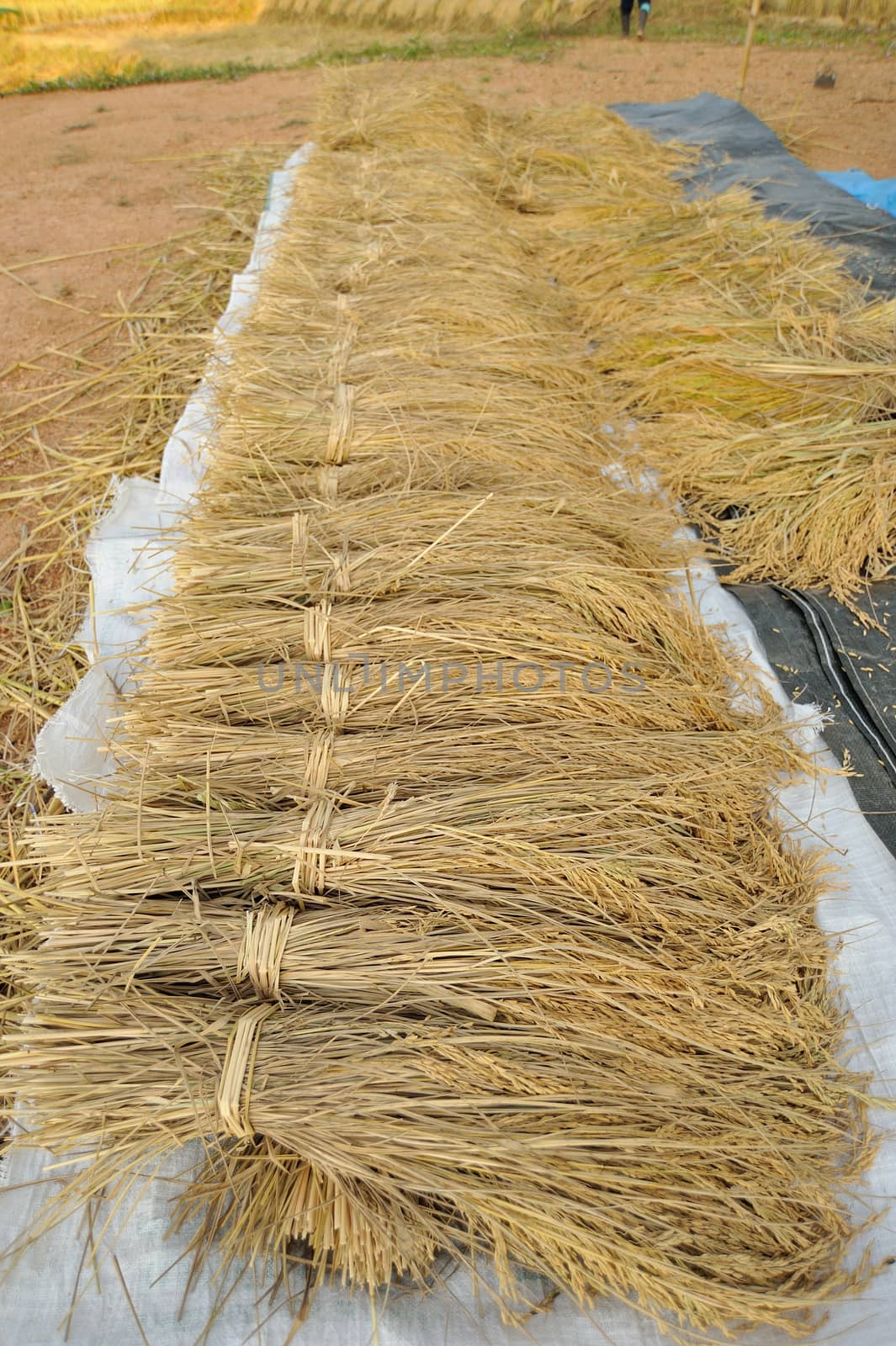 bundles of rice after the harvest by sommai