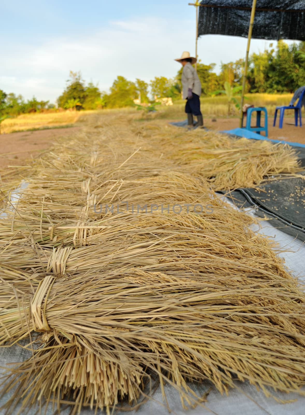 bundles of rice after the harvest by sommai