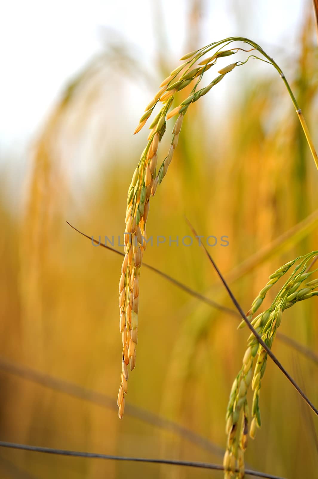 Rice field by sommai