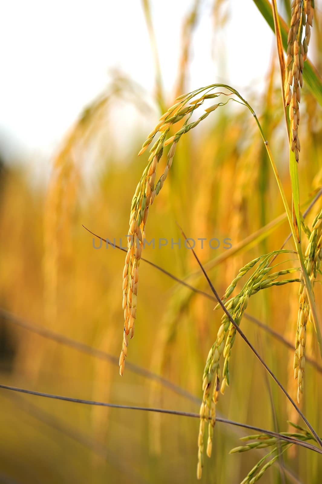 Rice field by sommai