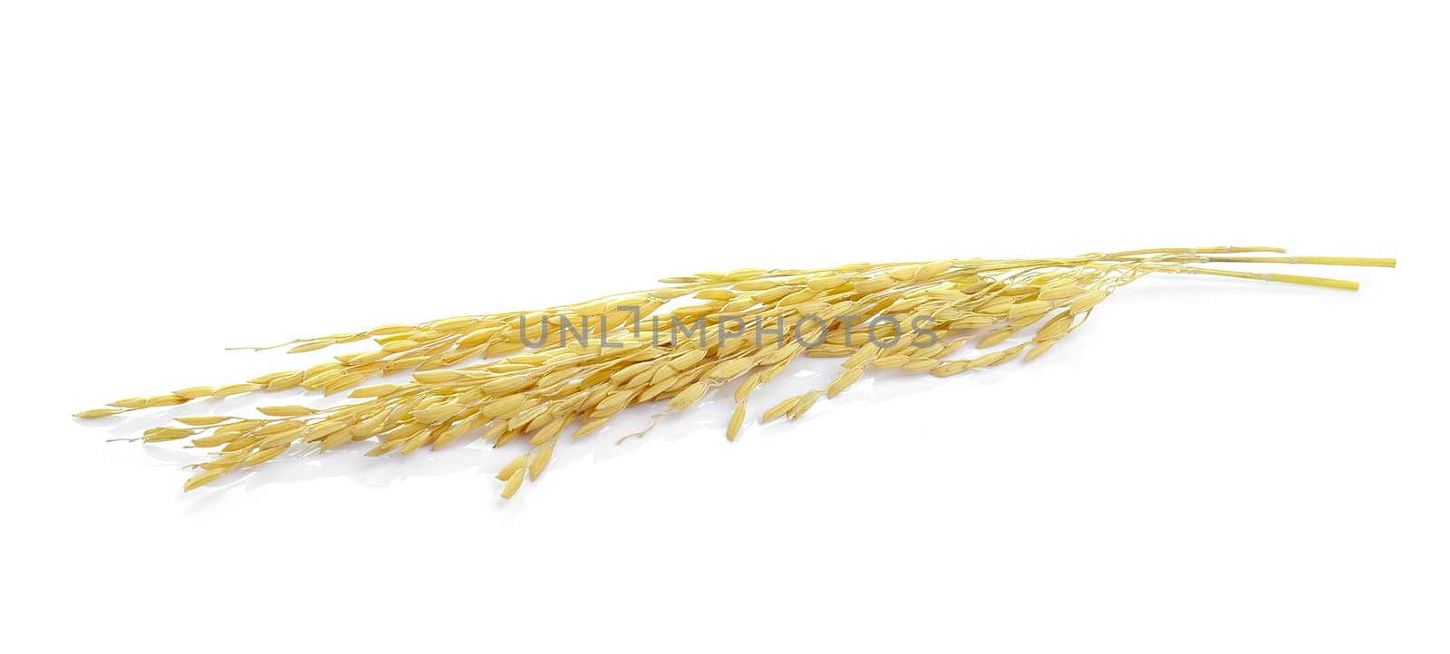 paddy jasmine rice on white background