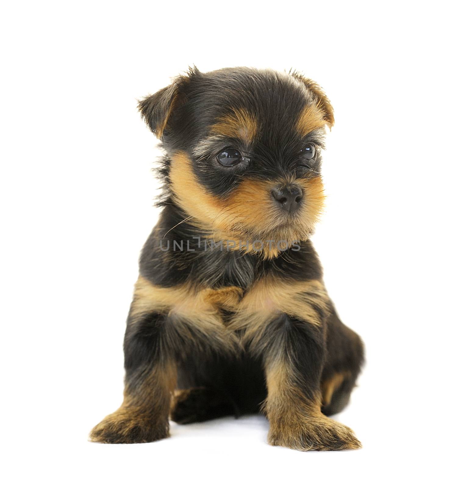 Yorkshire Terrier in front of a white background by sommai