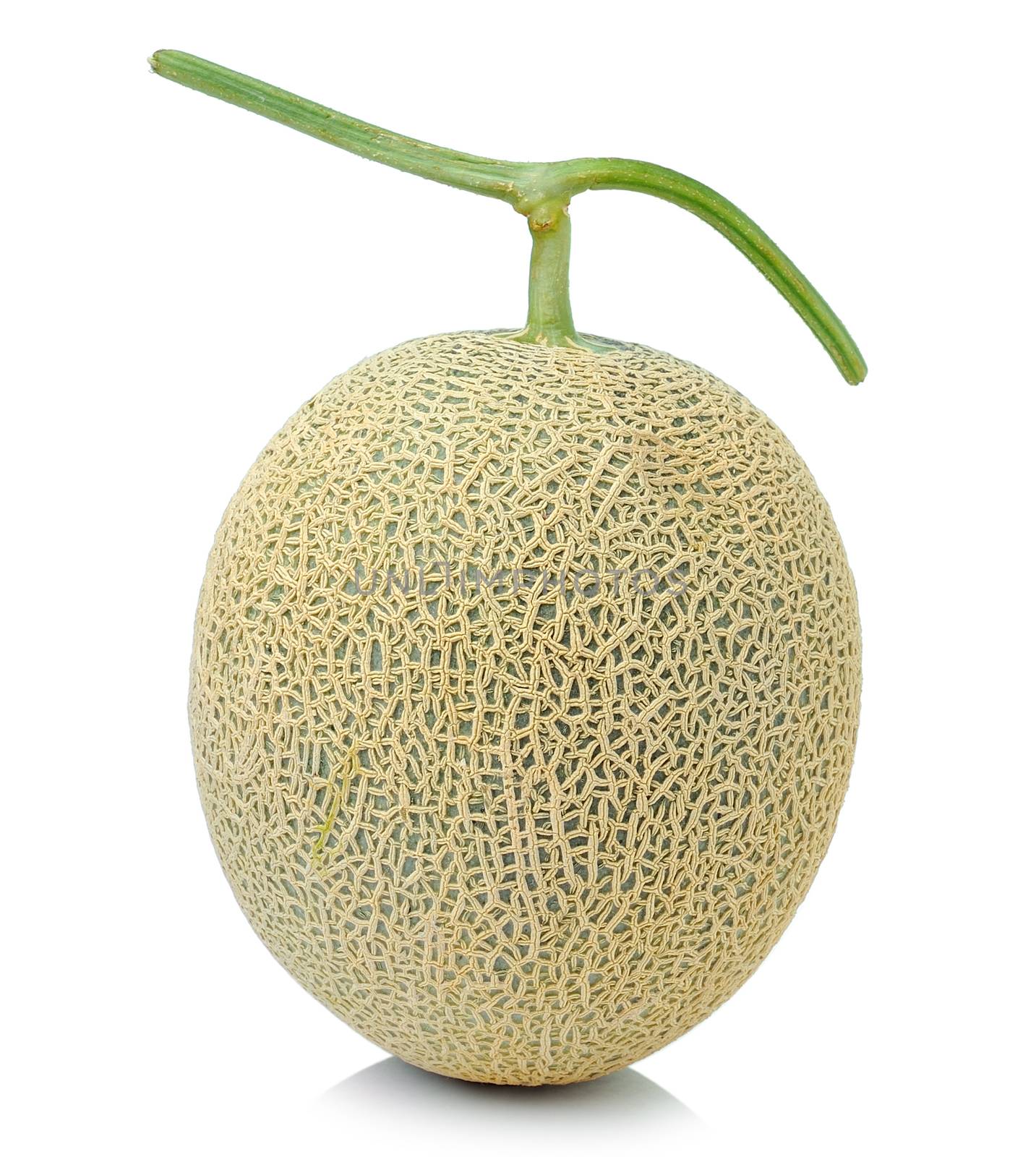 cantaloupe melon