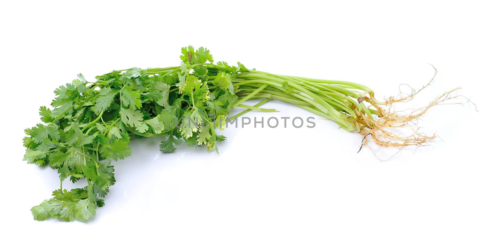 Coriander on white background