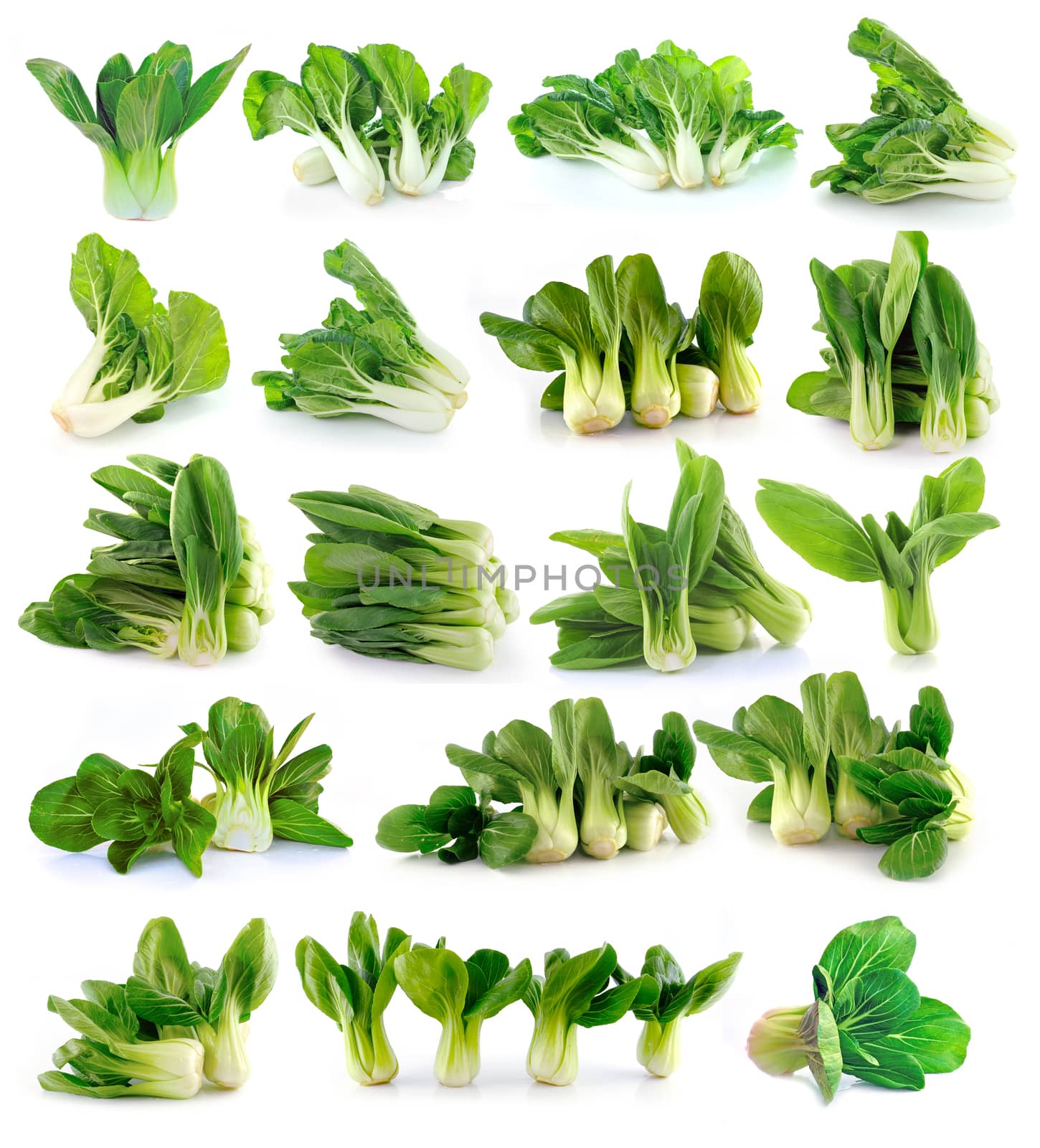 Bok choy (chinese cabbage) isolated on white background by sommai