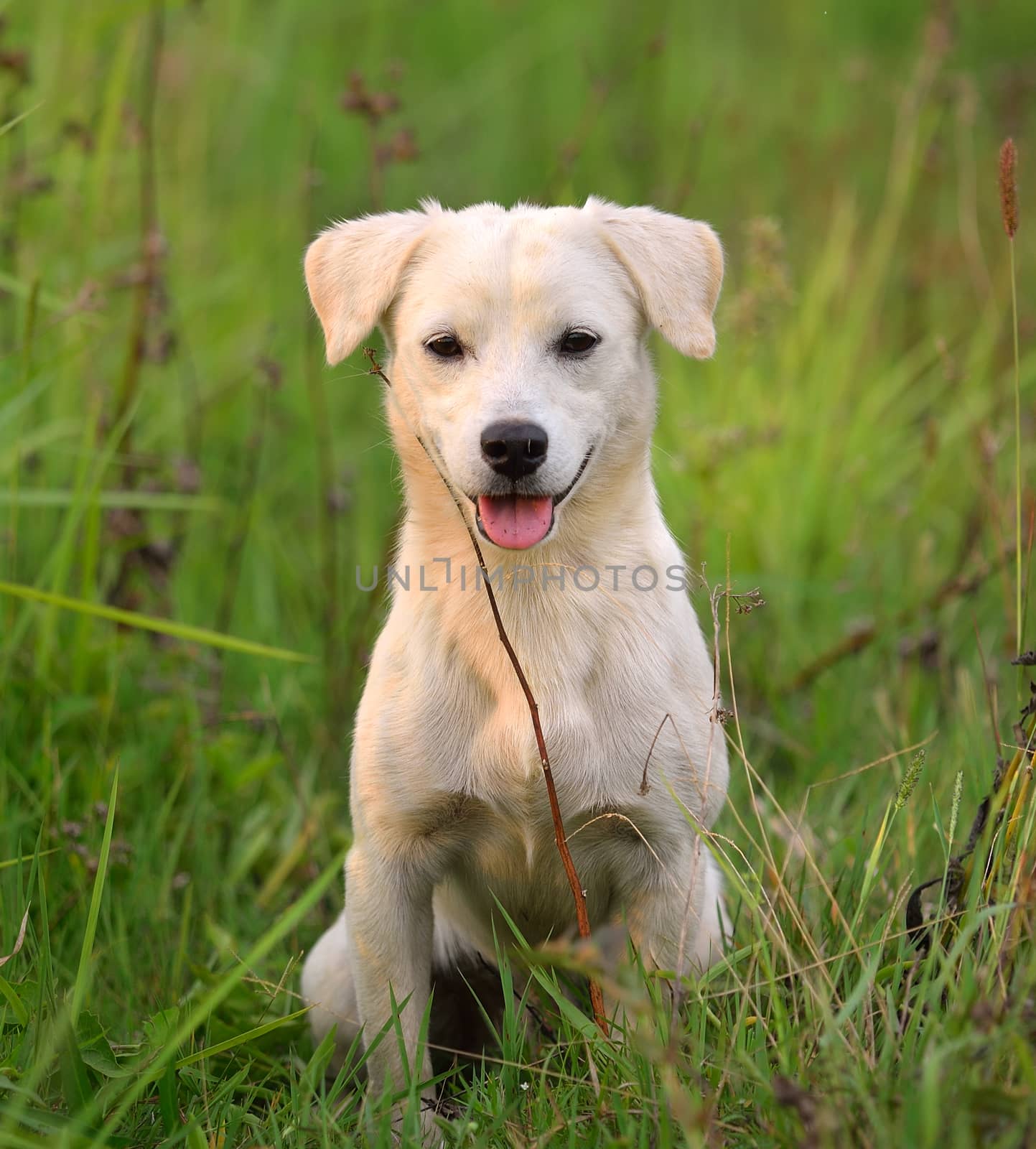 puppy dog in green meadow grass by sommai