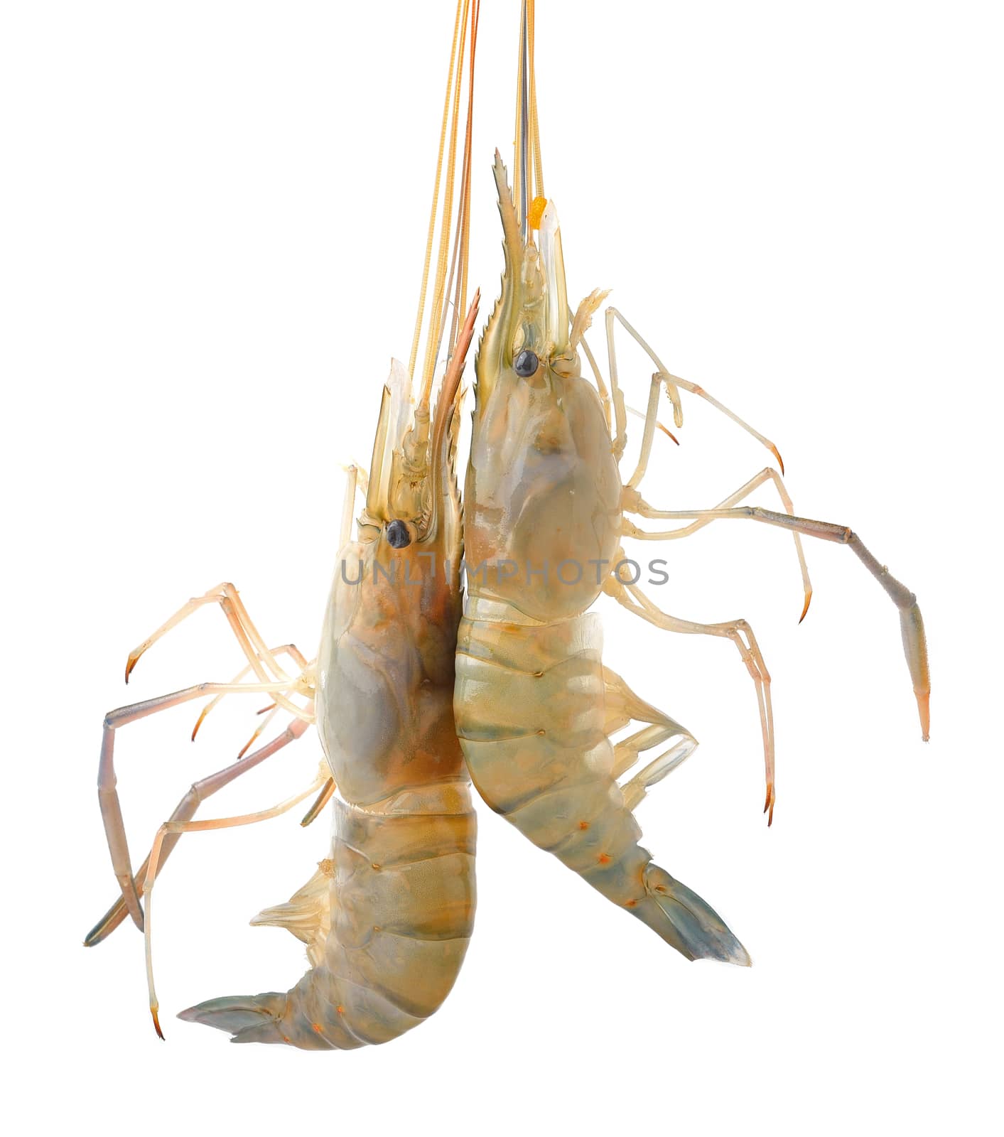 shrimp  isolated on white background by sommai