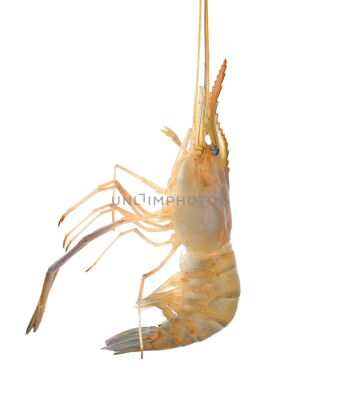 shrimp  isolated on white background by sommai